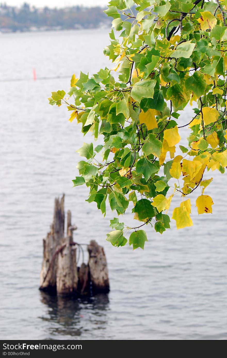 Autumn Leaves Over the Water