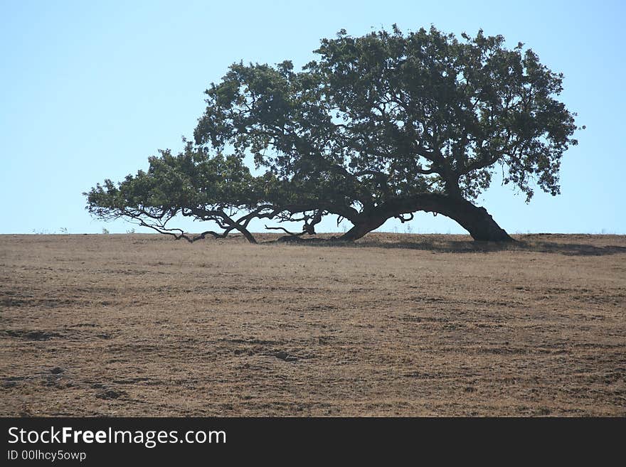 Leaning tree on crest of hill near Solvang California