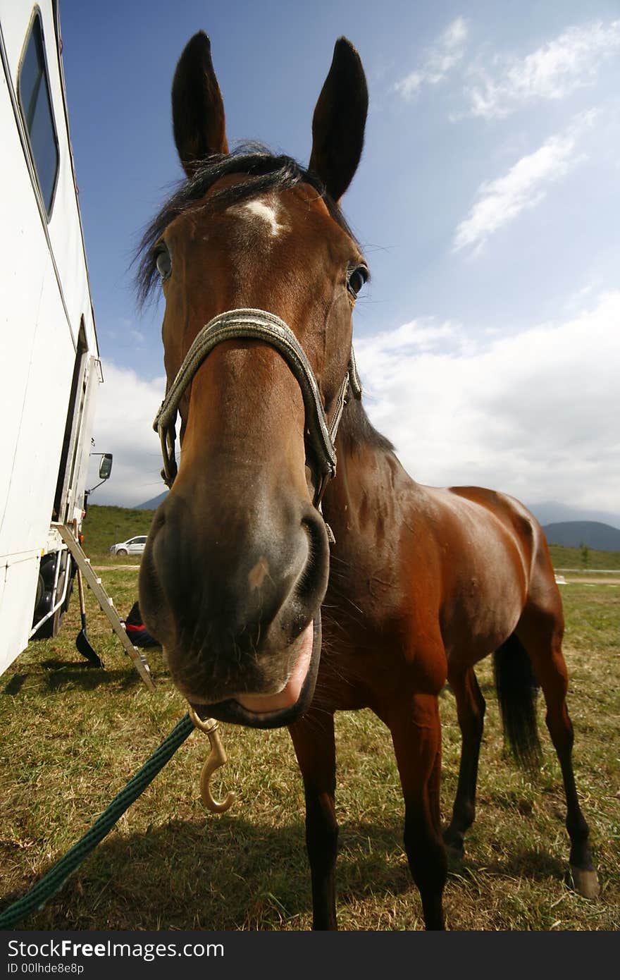 A horse up close with a huge head and small body, appearing to speak. A horse up close with a huge head and small body, appearing to speak