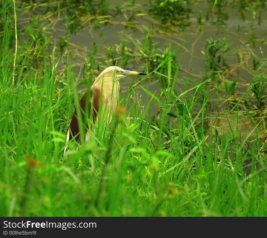 A Heron, in the gree bush waiting for pery, the beauty of this picture is the use of manual focusing. I tried to focus on the Herons eyes and not on the grass that was blocking my views. A Heron, in the gree bush waiting for pery, the beauty of this picture is the use of manual focusing. I tried to focus on the Herons eyes and not on the grass that was blocking my views