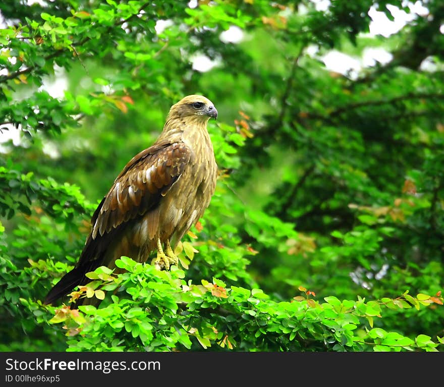 Eagle on Perchf