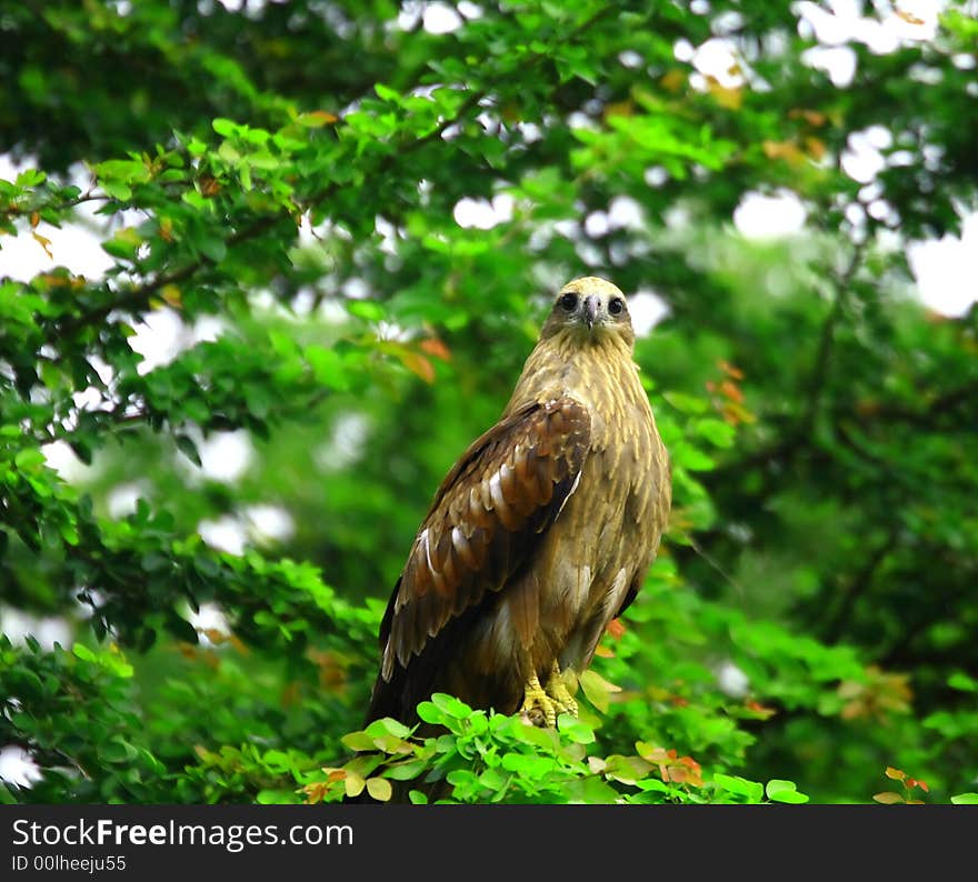 A Eagle is sitting on the tree's branches, thank god I had hard time taking this eagle photo while its flying. A Eagle is sitting on the tree's branches, thank god I had hard time taking this eagle photo while its flying