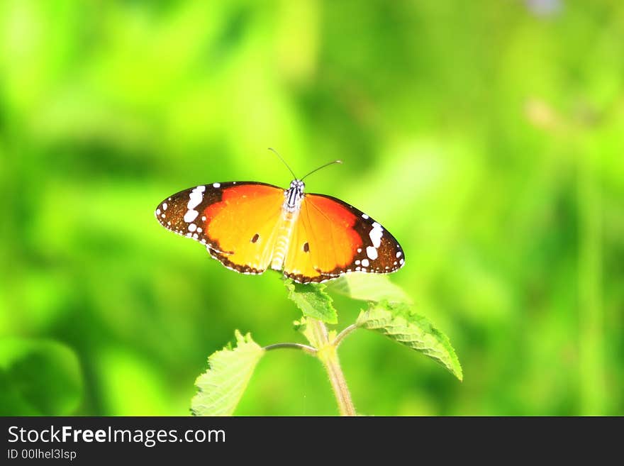 Yellow Butterfly On Meadow