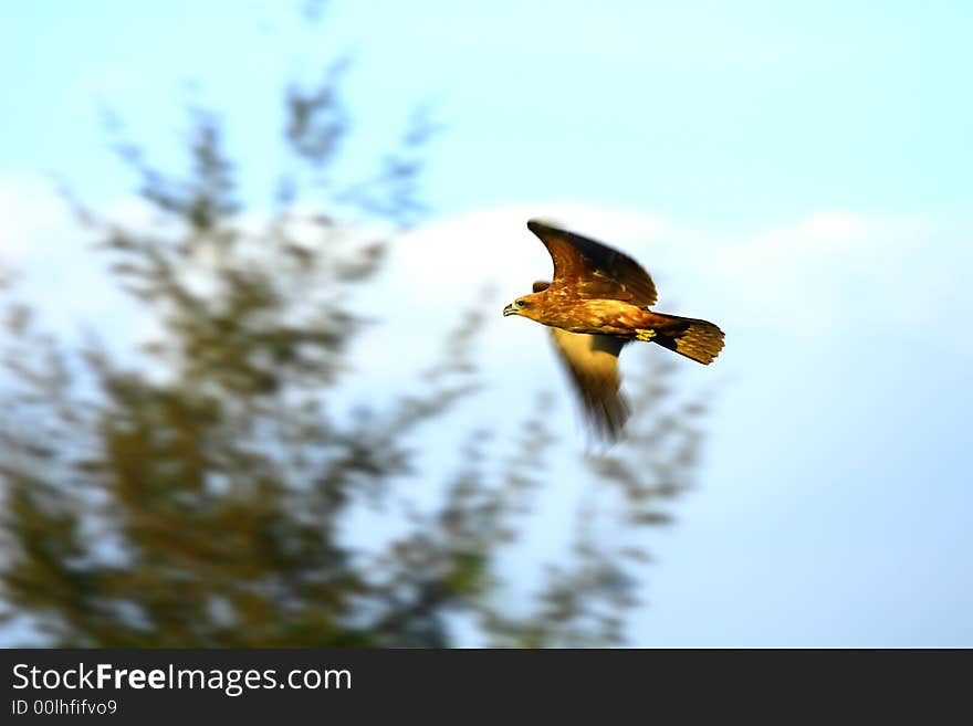 Eagle flying over the tree and wings blurred