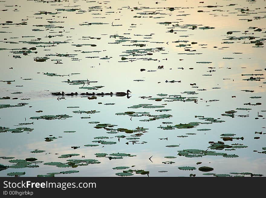 Duck mother leads her children swimming back home, shot at kunming lake, Summer palace, Beijing China. Duck mother leads her children swimming back home, shot at kunming lake, Summer palace, Beijing China.