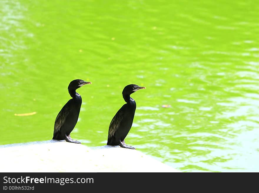 Two Black Ducks