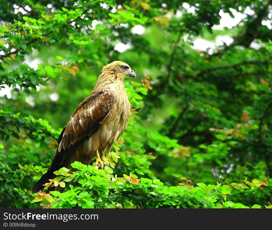 Eagle looking