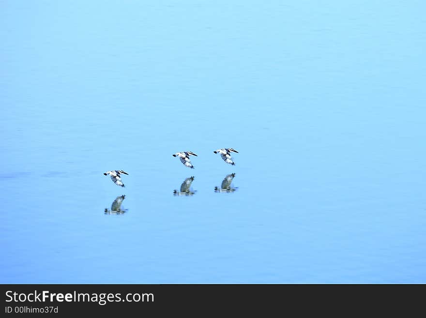 Kingfishers flying on the river almost touching the water surface and reflection also visible. Kingfishers flying on the river almost touching the water surface and reflection also visible