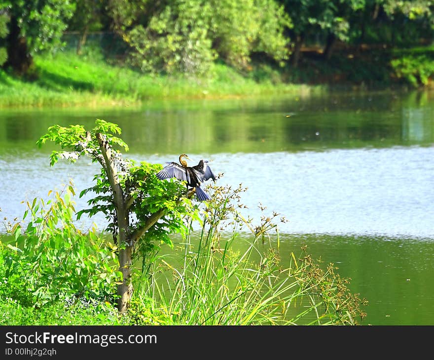 This a rare black heron on perch and enjoying the sun and may be watching the prey's closely