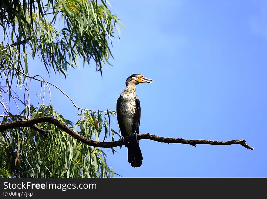 This a black duck on perch and enjoying the sun and may be watching the prey's closely