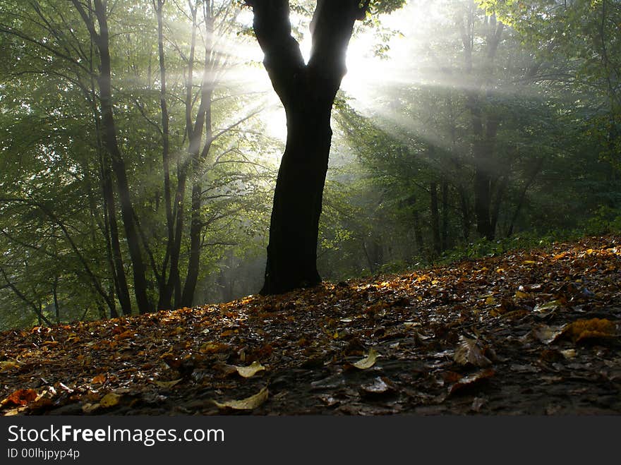 Solar beams making the way through a fog. Solar beams making the way through a fog