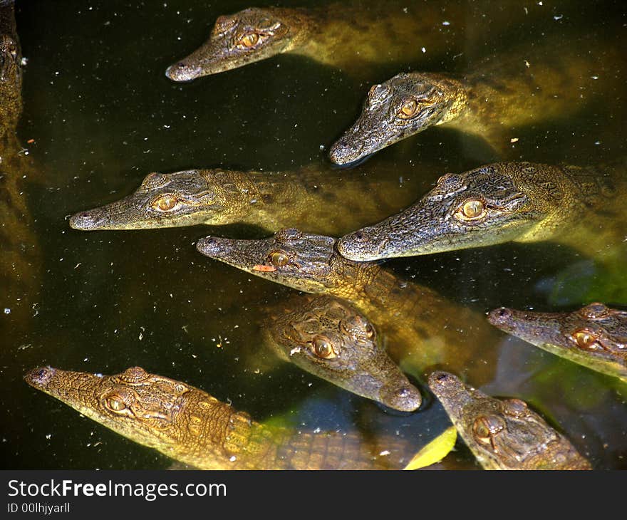 Junior Crocodiles