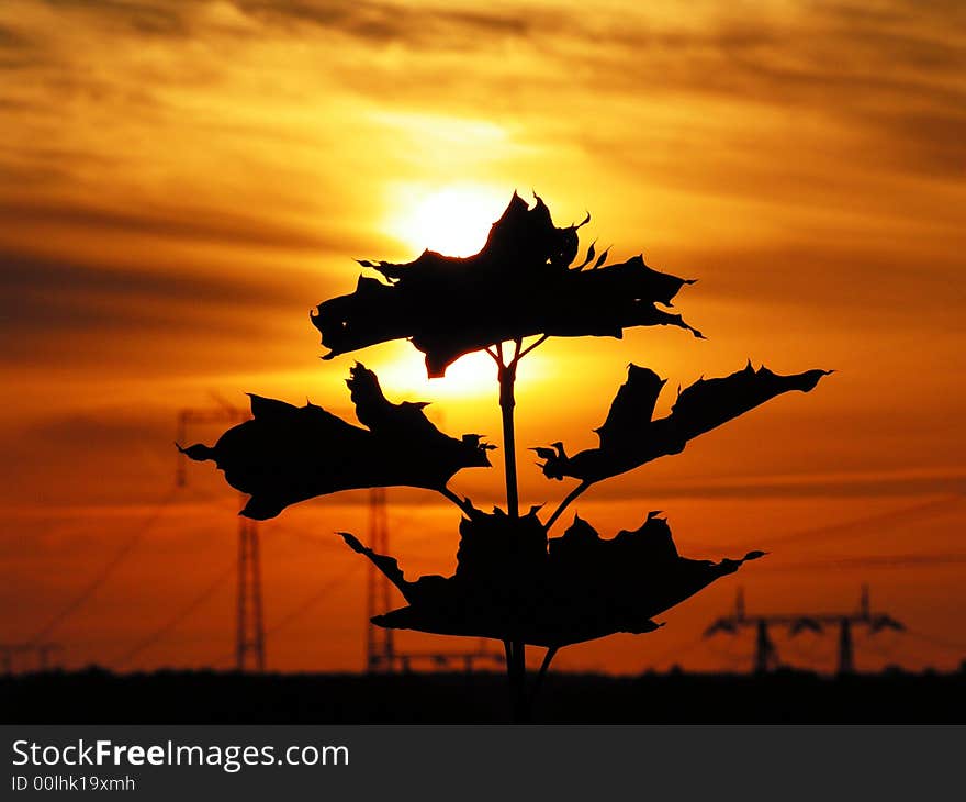 Black leafs on background with sunset and high-tension line. Black leafs on background with sunset and high-tension line