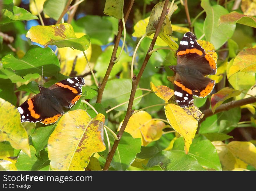 Butterfly sitting amongst yellow leaves