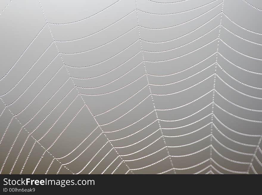 Web in a wood, morning and drops of water on it. Web in a wood, morning and drops of water on it