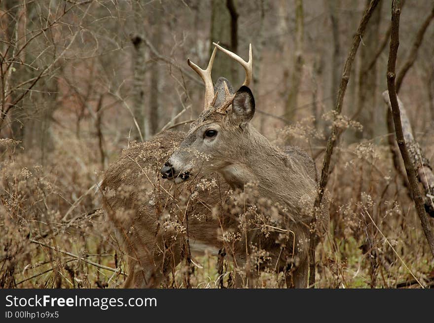 Six point buck turning back to see if the rest are coming. Six point buck turning back to see if the rest are coming.