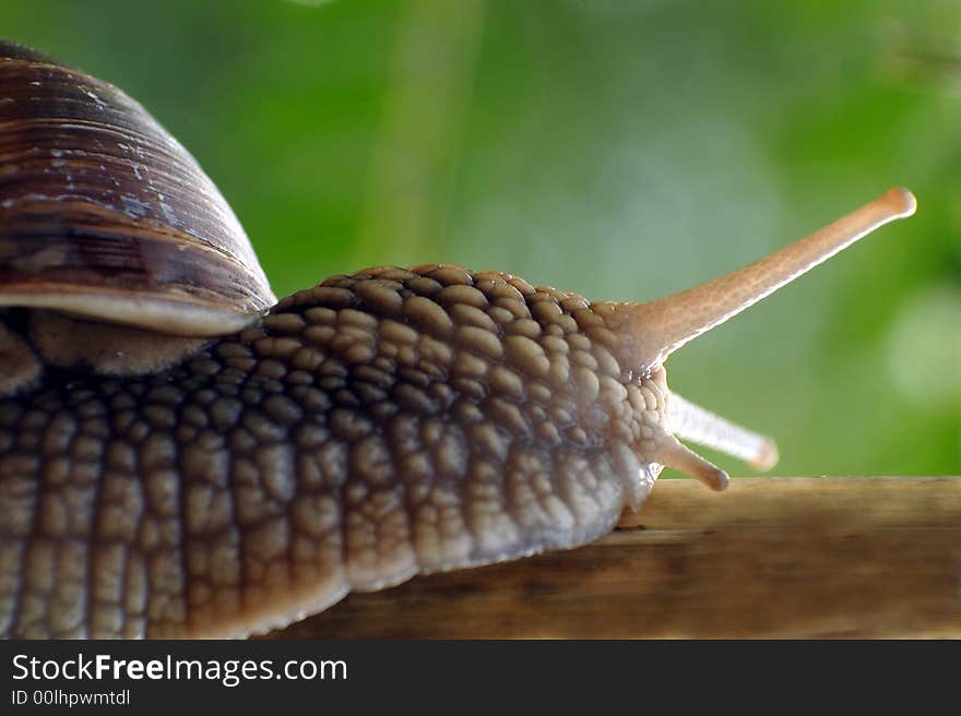 Garden snail (winniczek) - close up