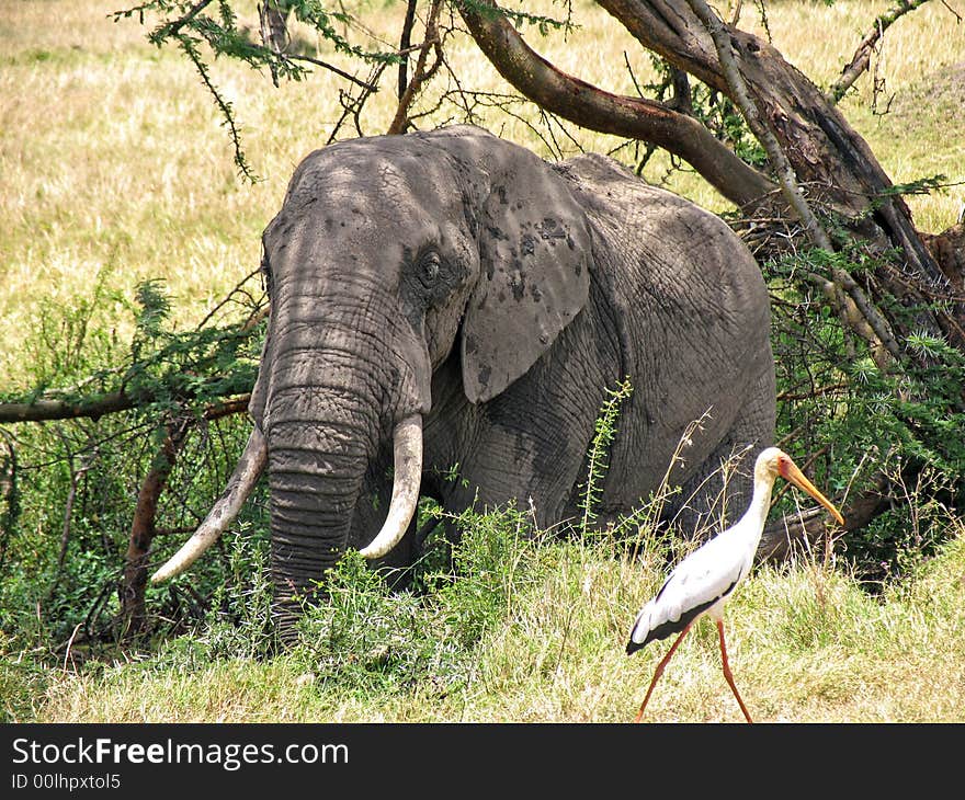 The elephant and the stock, Masai Mara, kenya. The elephant and the stock, Masai Mara, kenya