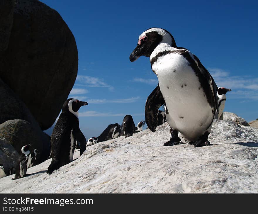 Boulderś Penguins.