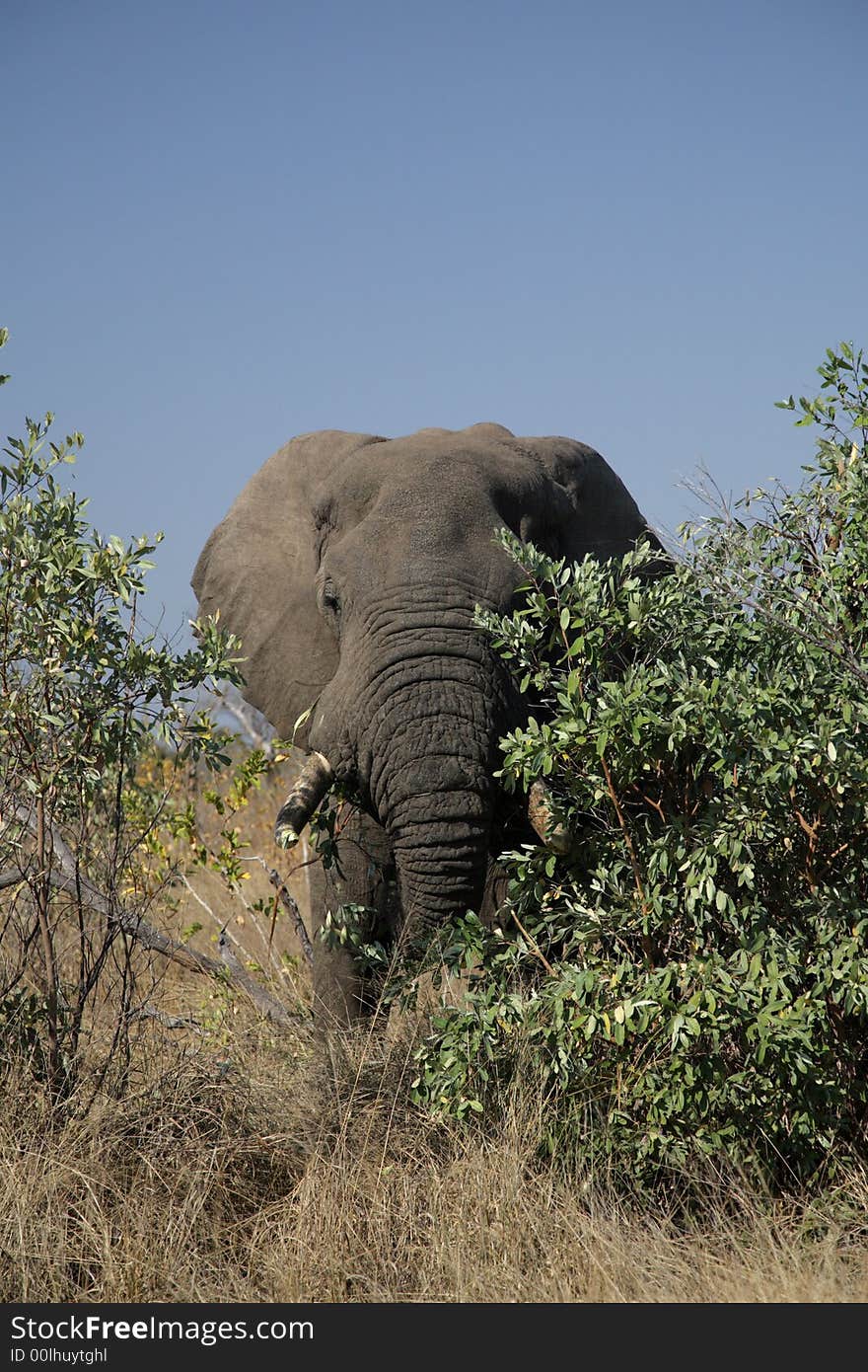 Elephant in the Kruger