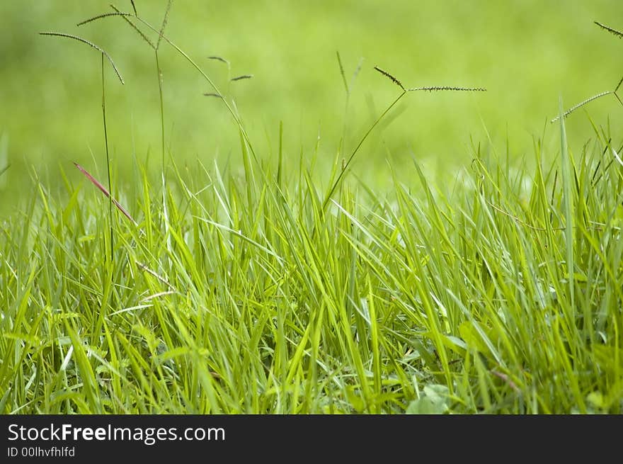 Green fresh grass blades background. Green fresh grass blades background