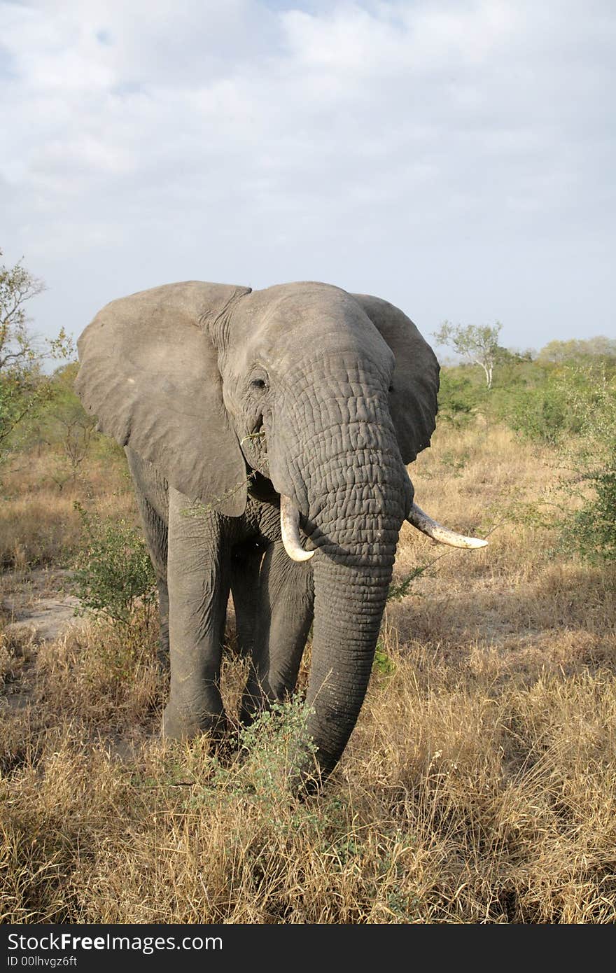 Elephant in the Kruger