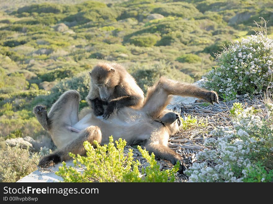 Ape looking for lice, Table mountain, Cape Town, South Africa. Ape looking for lice, Table mountain, Cape Town, South Africa