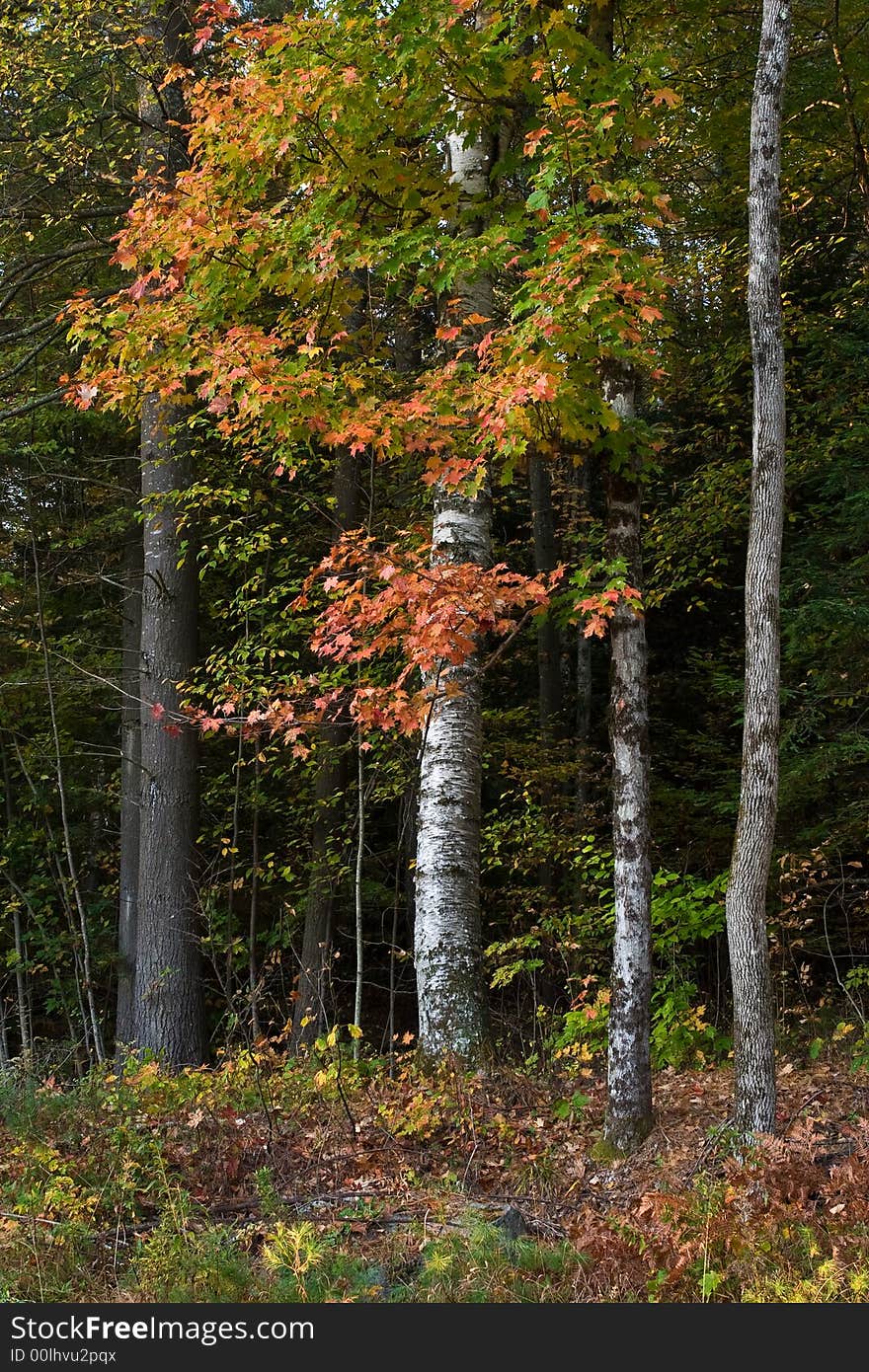 Maple tree in fall colors