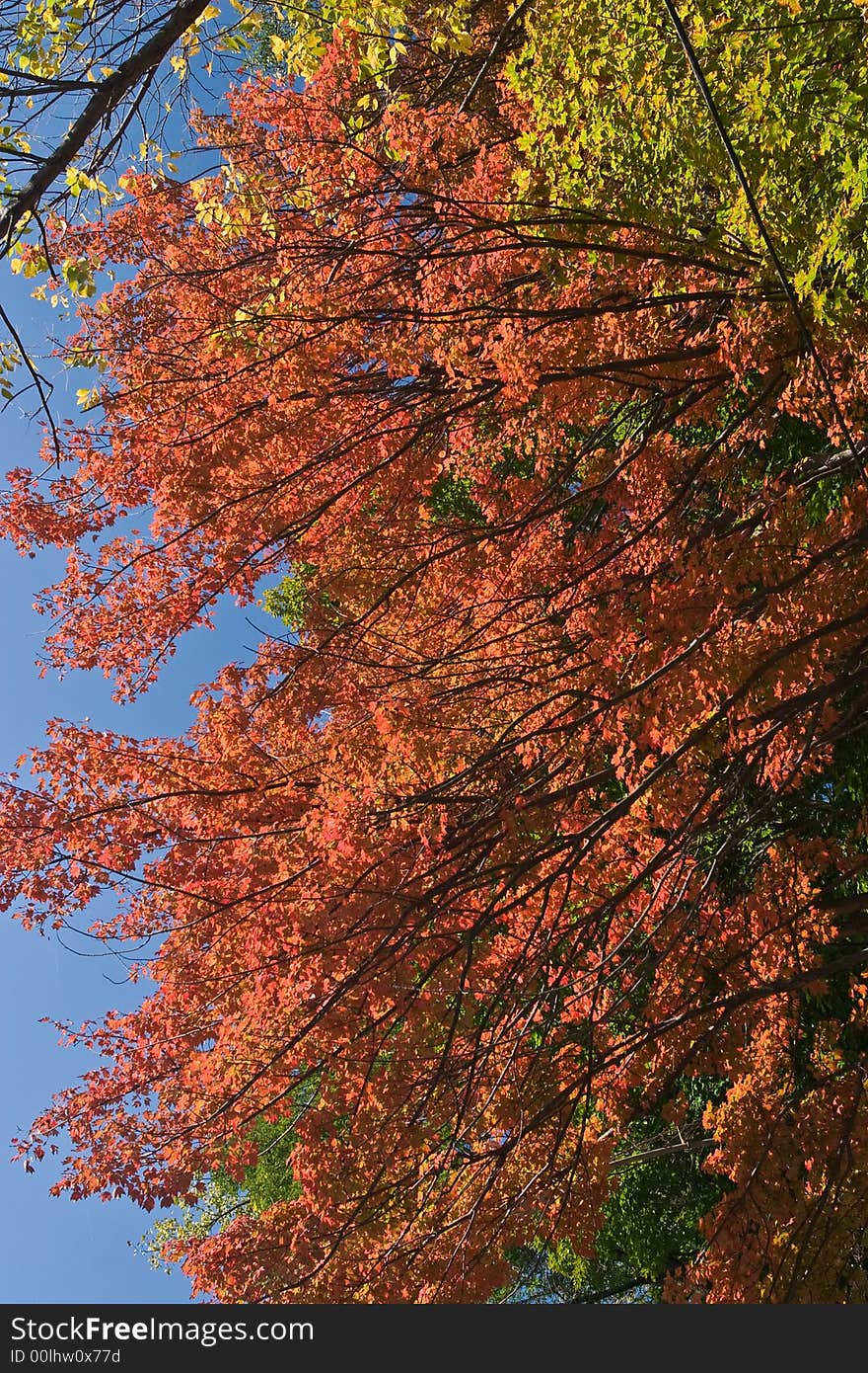 Maple tree in fall colors