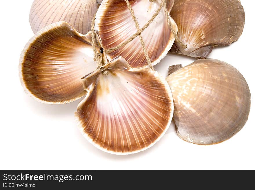 Sea shells background