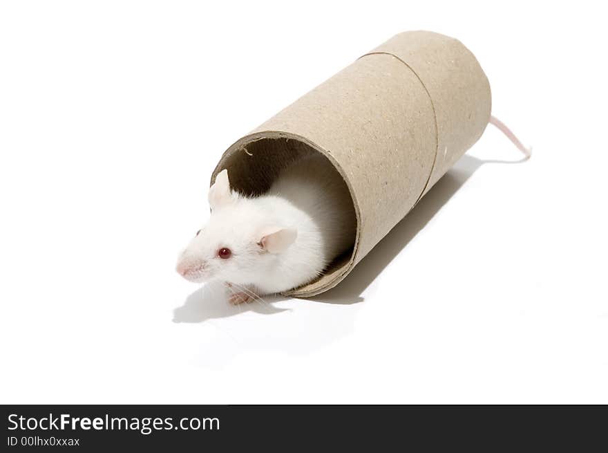 White mouse hiding on a roller isolated over white background. White mouse hiding on a roller isolated over white background