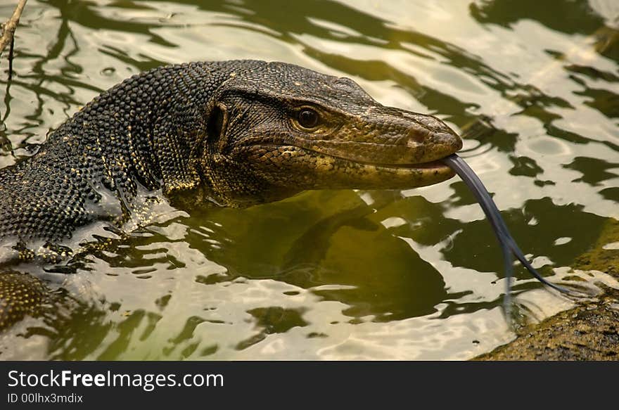 Malayan monitor lizard at ease in the water while flicking its long forked tongue to smell its environment through the air. Malayan monitor lizard at ease in the water while flicking its long forked tongue to smell its environment through the air.