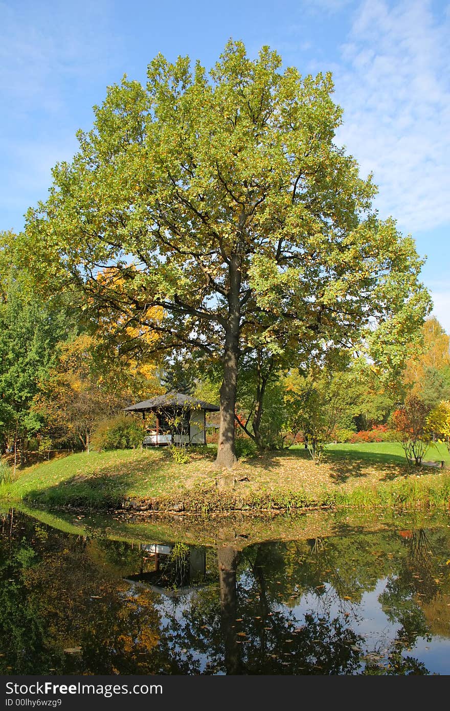 Big oak in autumn and its reflection in a small pond