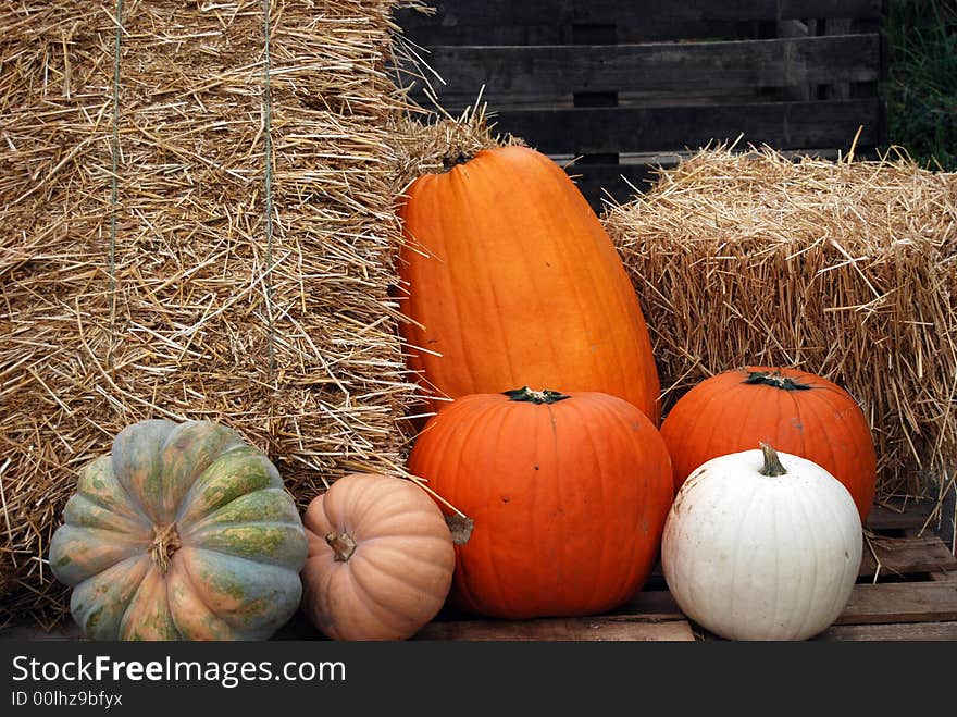 Variety of fall pumpkin at the farmer's market. Variety of fall pumpkin at the farmer's market.