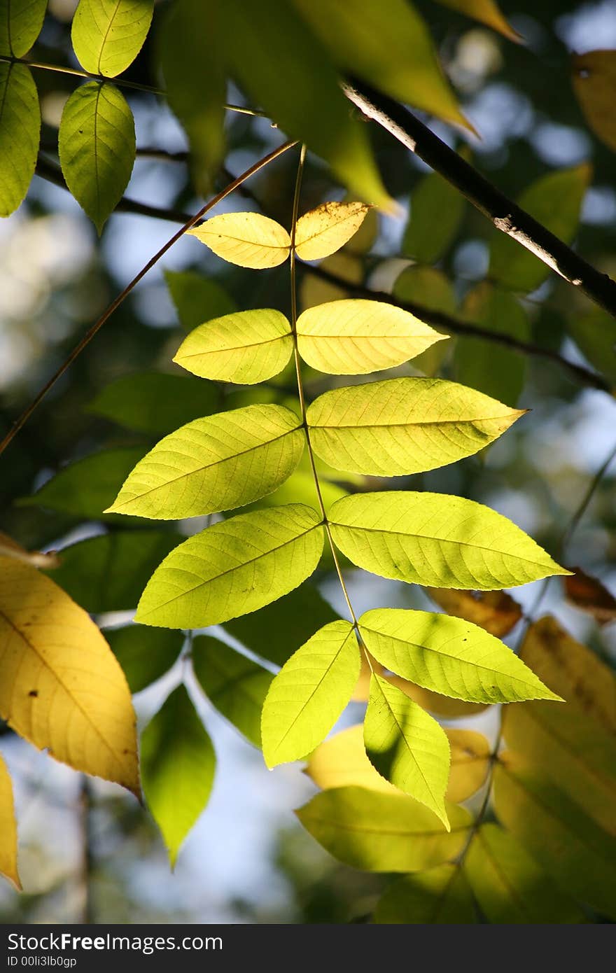 Autumn leaves shined by a bright sunlight