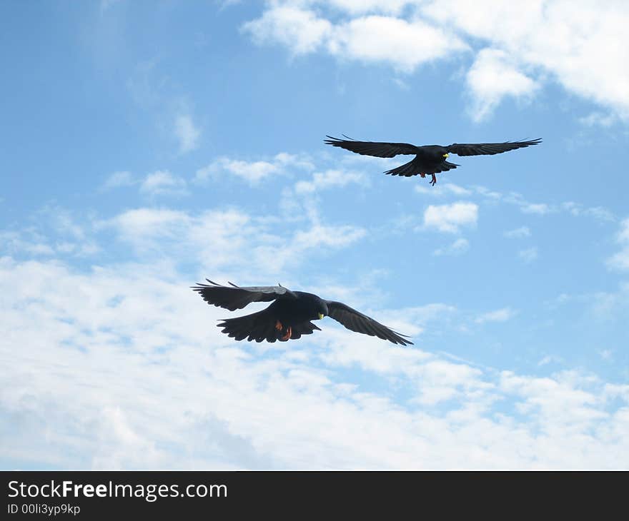 Black bird flying with a yellow beak over a rock. Black bird flying with a yellow beak over a rock