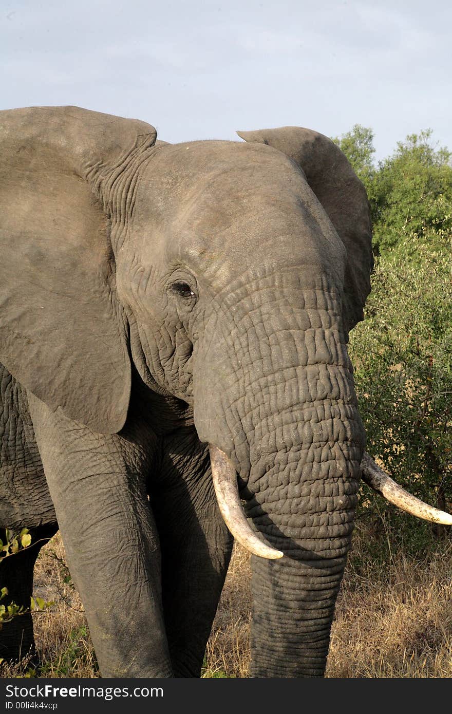 Elephant in Sabi Sands, South Africa