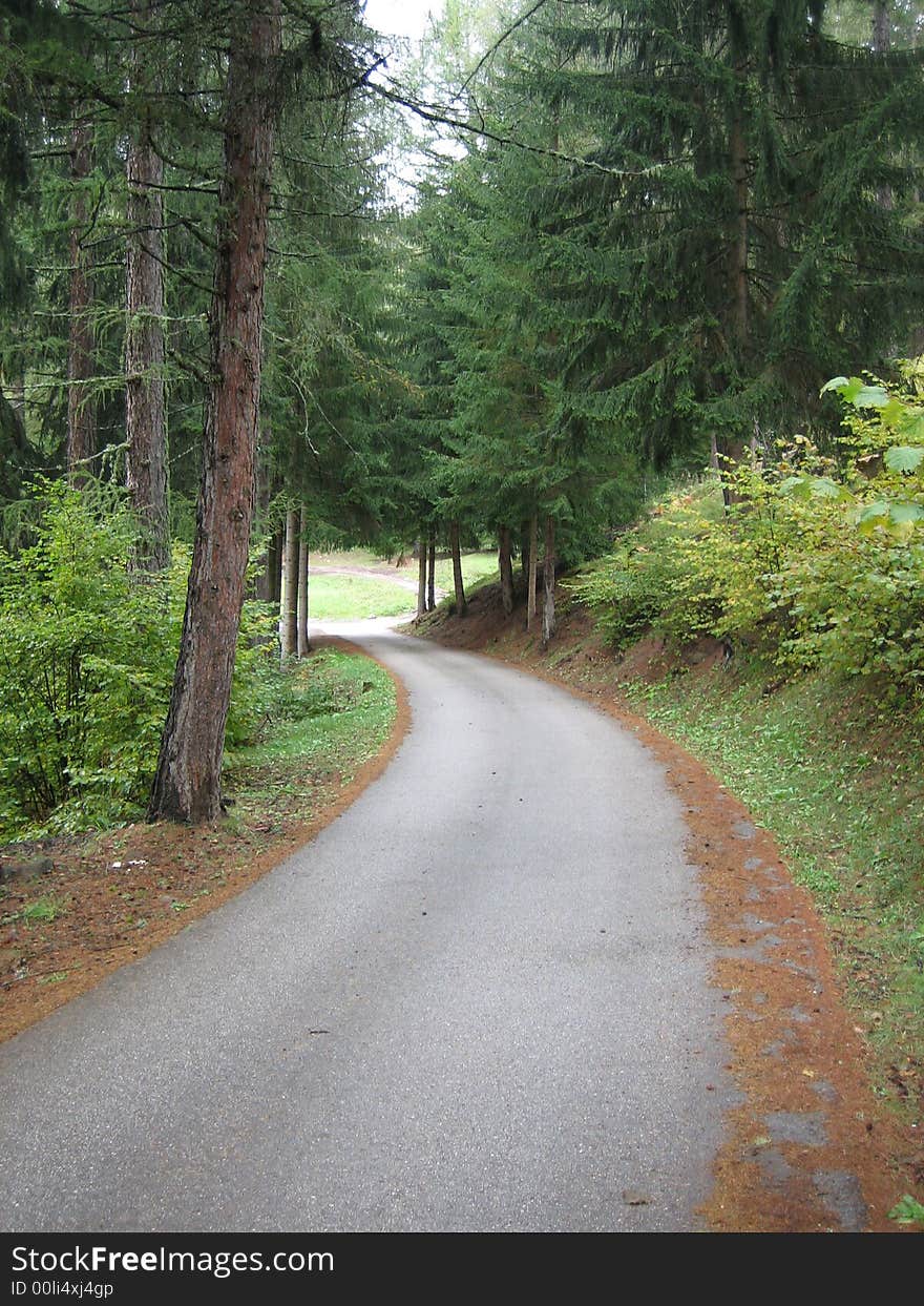 A street in nature between plants and trees. A street in nature between plants and trees