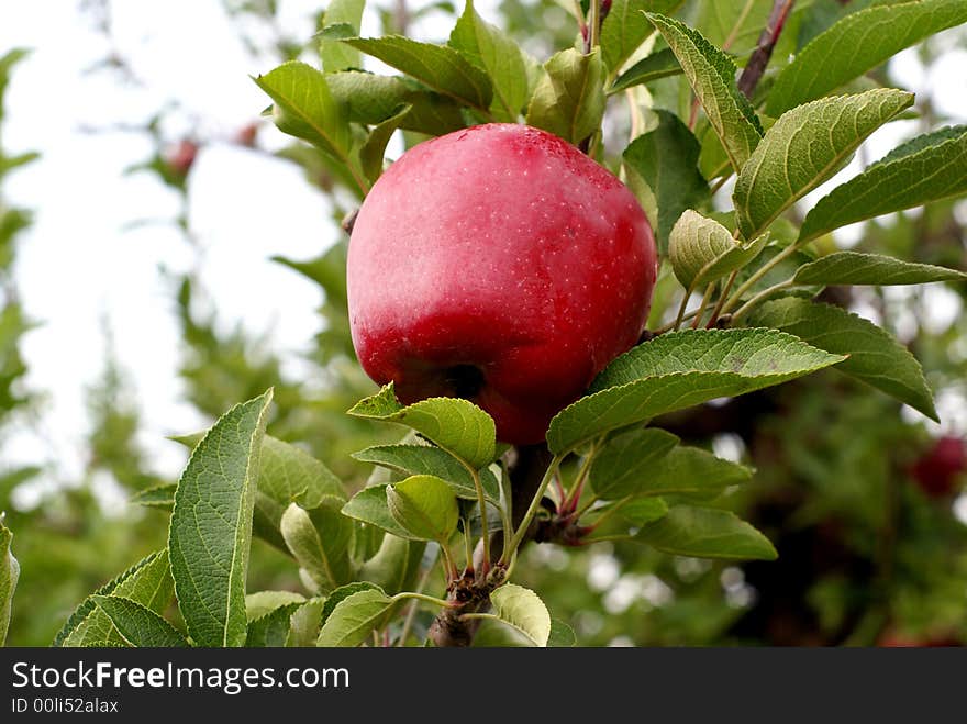 Photo of red delicious apple in the farm