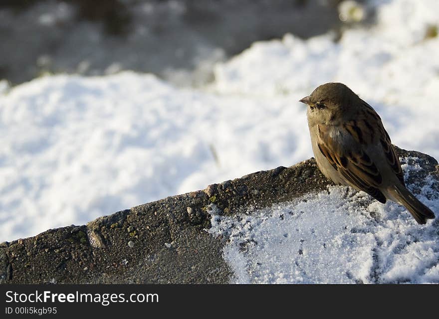 Just Winter Sparrow