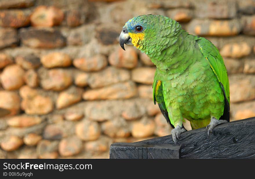 Green Yellow Parrot