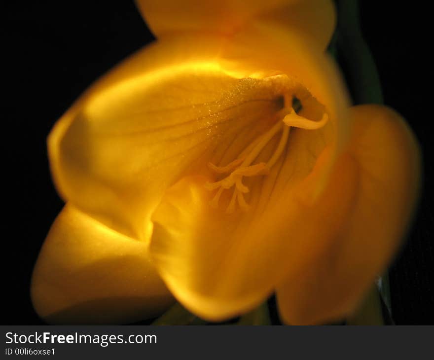 Freesia