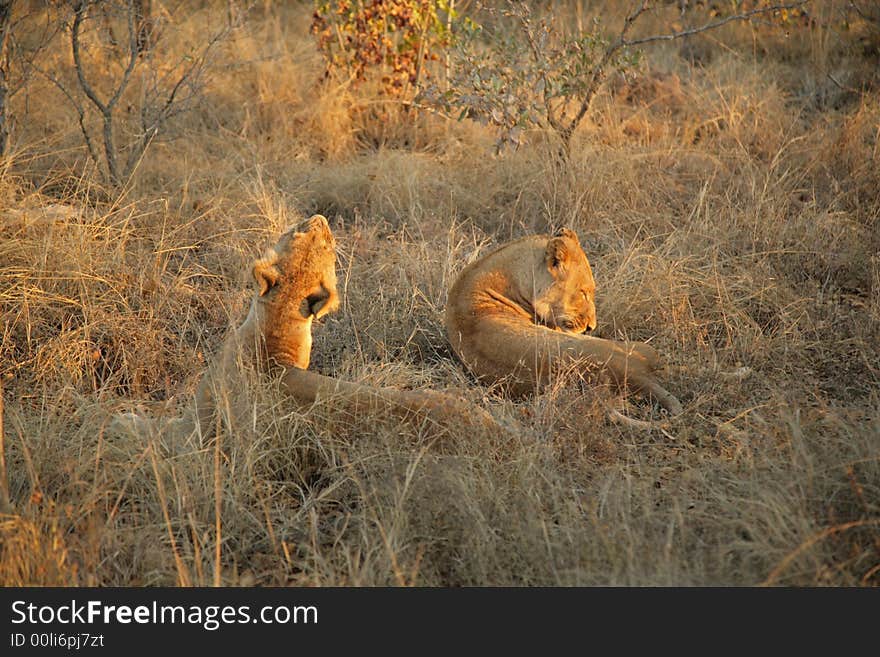 Resting Lions