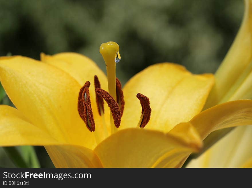 Lily -nice flower with nectar