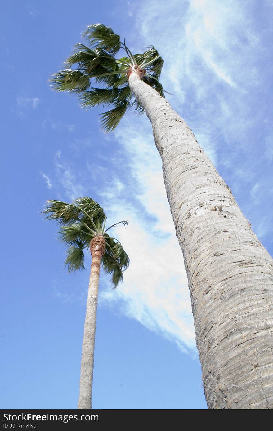 Palm  Filifera Washingtonia - tropical tree