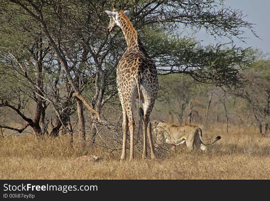 Giraffe, baby and staking lion