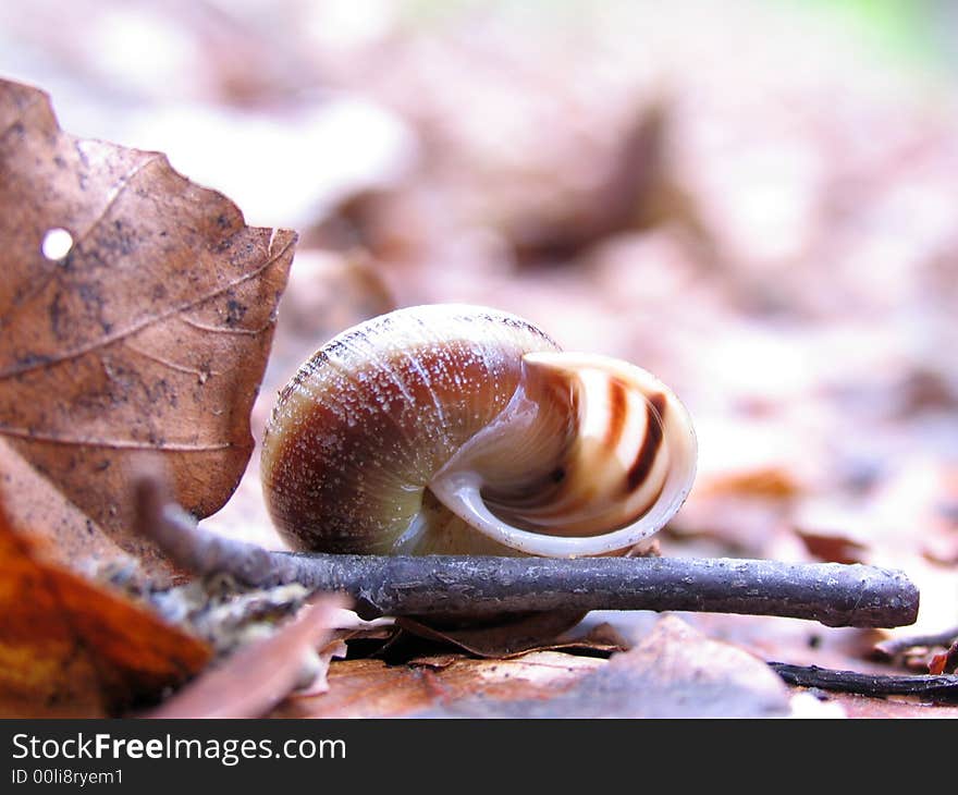 Snail in forest