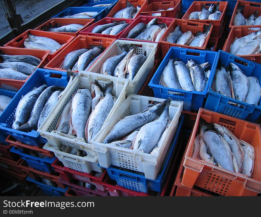 Frozen salmon into plastic boxes. Frozen salmon into plastic boxes