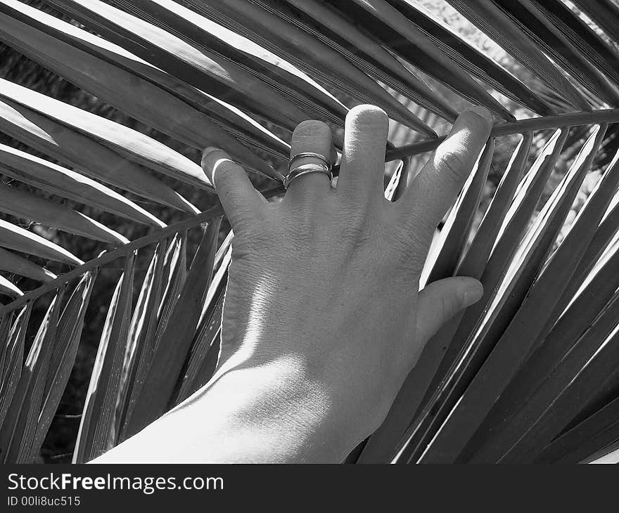 One hand of woman on one palm leaf