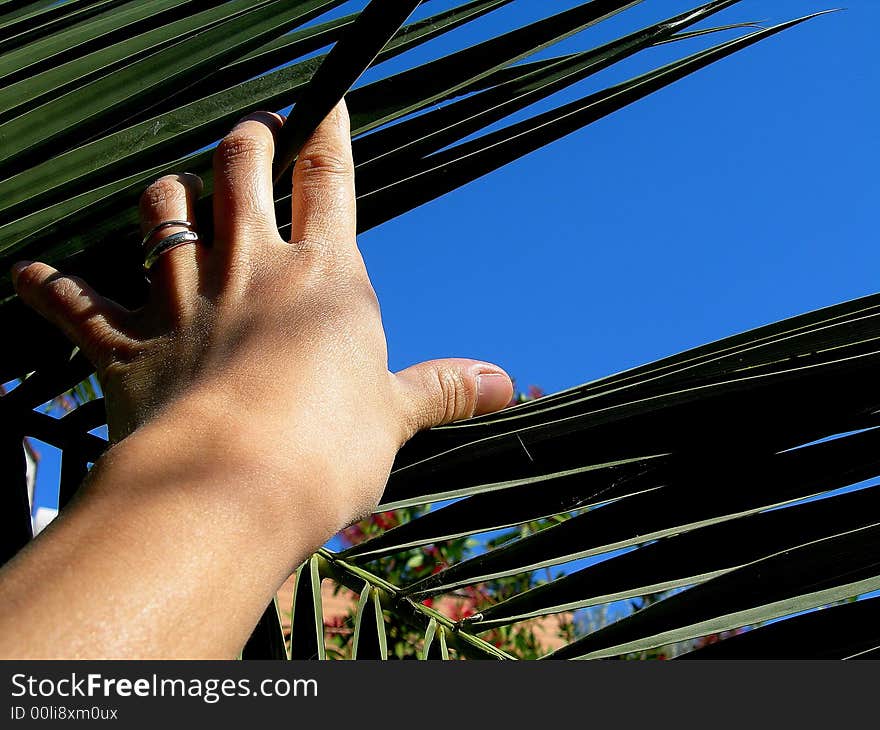 One hand of woman on one palm leaf